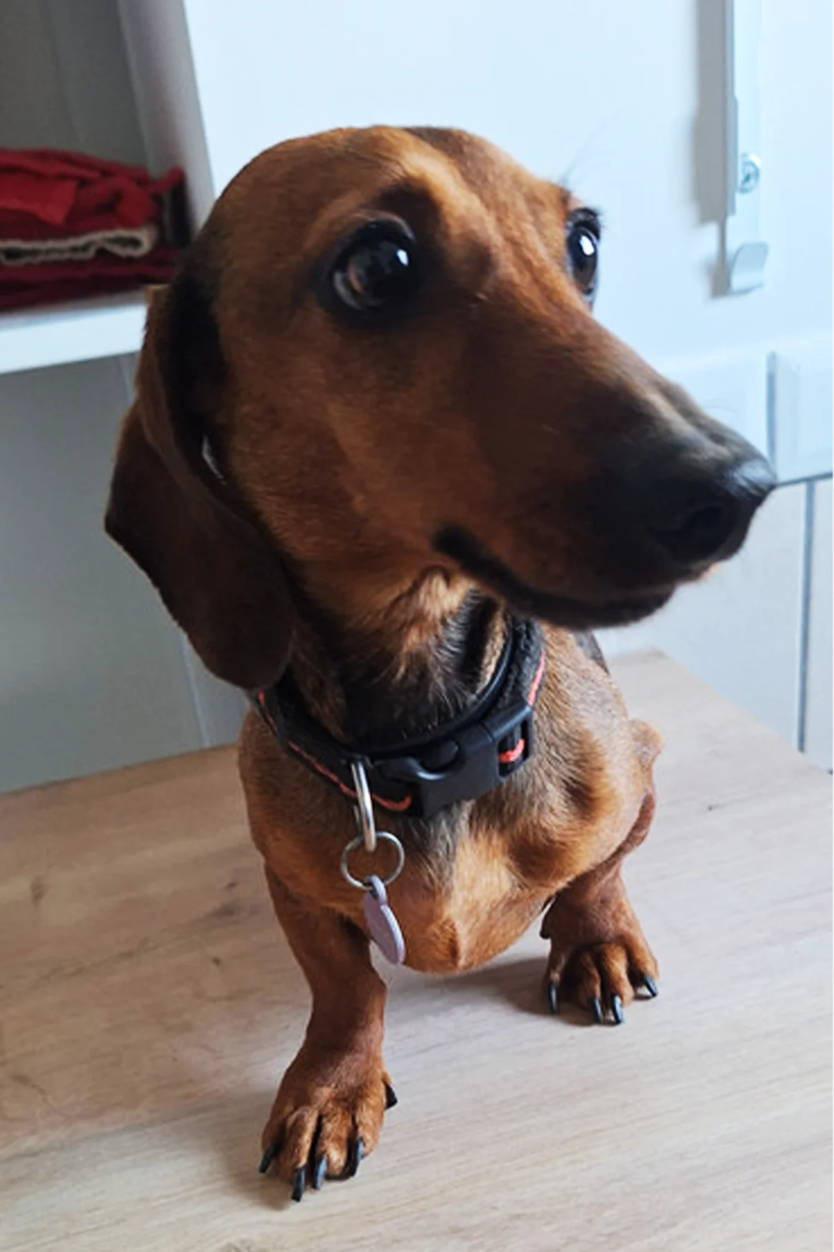 1764642468-TiBoutchou.webp 1764642468-TiBoutchou.webp