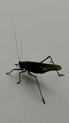 IMG 1485 IMG 1485