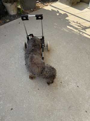 IMG 2195 IMG 2195
