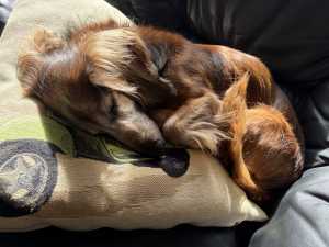 IMG 4513 IMG 4513