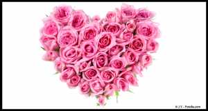 rose20rose