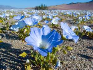 blue flowers atacama desert blue flowers atacama desert