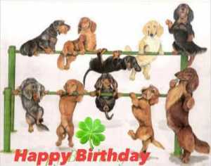 Anniversaire teckel (74)