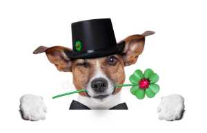 Chien chance Chien chance