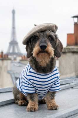 Hugo parisien IA Hugo parisien IA