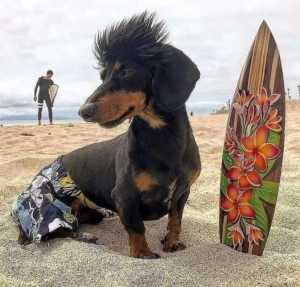 Teckel surfeur Teckel surfeur