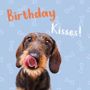 Anniversaire teckel (38)