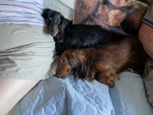 IMG 0387