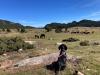 Roldou